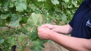 Screenshot Mehltaubefall 1